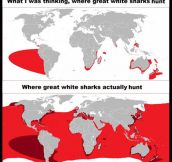 Where great white sharks hunt…