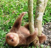 A baby sloth doing what baby sloths do…