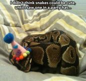 You thought snakes couldn’t be cute?
