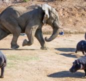 Elephant Attacks a Hippo Mom (10 pics)