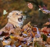 Lion Cub Playing in Leaves (6 pics)