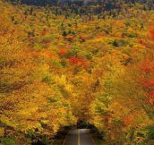 Autumn tree tunnel