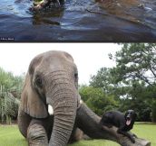 Elephant & Dog Best Friends