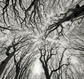 Fractal Trees