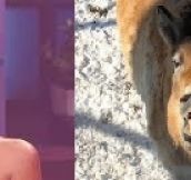 Horses VS Miley Cyrus  Nailed it (16 images)