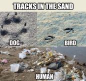 TRACKS IN THE SAND