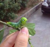 A caterpillar with a very particular face…