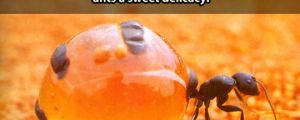 The honey pot ants…