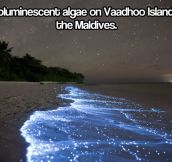 Bioluminescent algae…