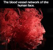 The blood vessel network…