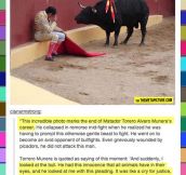 Bullfighter regrets his job choice…