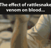 Rattlesnake venom on blood…