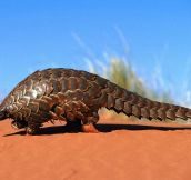 One of the coolest mammals: The Pangolin…