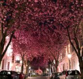 The awesome blossomed trees in Bonn, Germany…