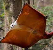 Red and white giant flying squirrel…