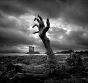 Death of a tree…