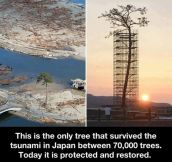 Tsunami tree survivor…