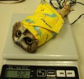The correct way to weight an owl…