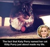 Katy Perry’s cat…