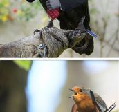 Birds with human arms…
