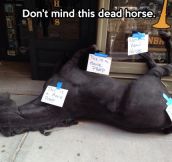 Not a real horse…