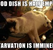 How every cat thinks…