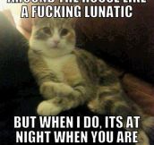 Lunatic cat…