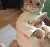 Cat in pajamas…