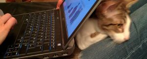Cat vs. laptop…