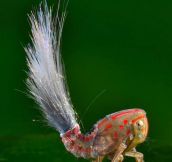 It’s called the Planthopper…