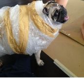 Pugs can really rock a costume…