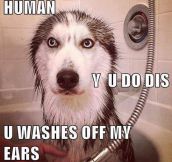 Husky after a bath…