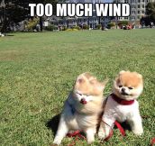 Windy day…