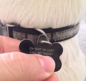 The best tag for your dog…