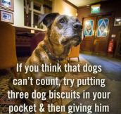 If you think dogs can’t count…