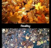 Fall is disappointing…