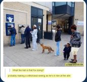 Just a fox at the ATM…