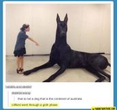 Gigantic dog…
