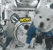 Space dog…