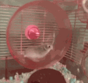 Hamster learns a quick physics lesson…