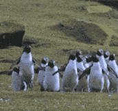 Just some penguins chasing a butterfly…