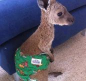 Baby kangaroo…