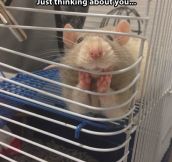 And people say rats can’t be cute…