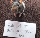 Rats are gross…