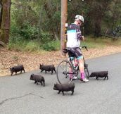 Don’t mess with the baby pigs…
