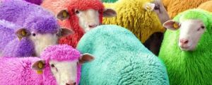 Dyed sheep…