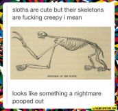 Sloth skeleton…