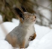 Overly Dramatic Squirrel…