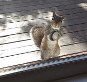 Wooing squirrel…