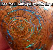 Amazing tree fossil…